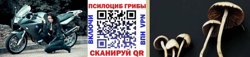Купить где  Невьянск  Псилоцибиновые грибы мухоморы 